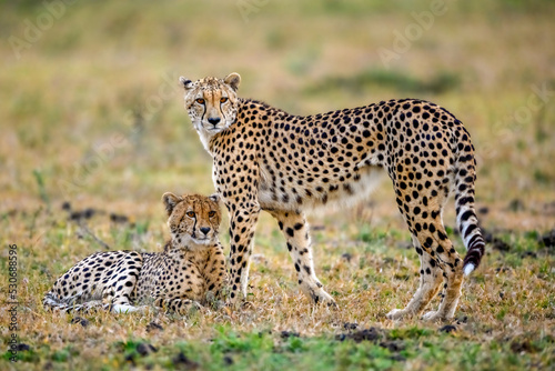 Cheetah and her Child