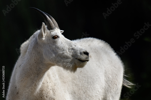 Photography Mountain Goat on Mount Rainier in Washington State