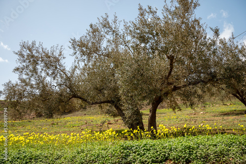 Olive tree grove on hills in spring time with blossom of yellow wild flowers, Andalusia, Spain
