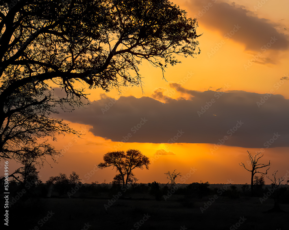 Orange sunset in South Africa. Safari.