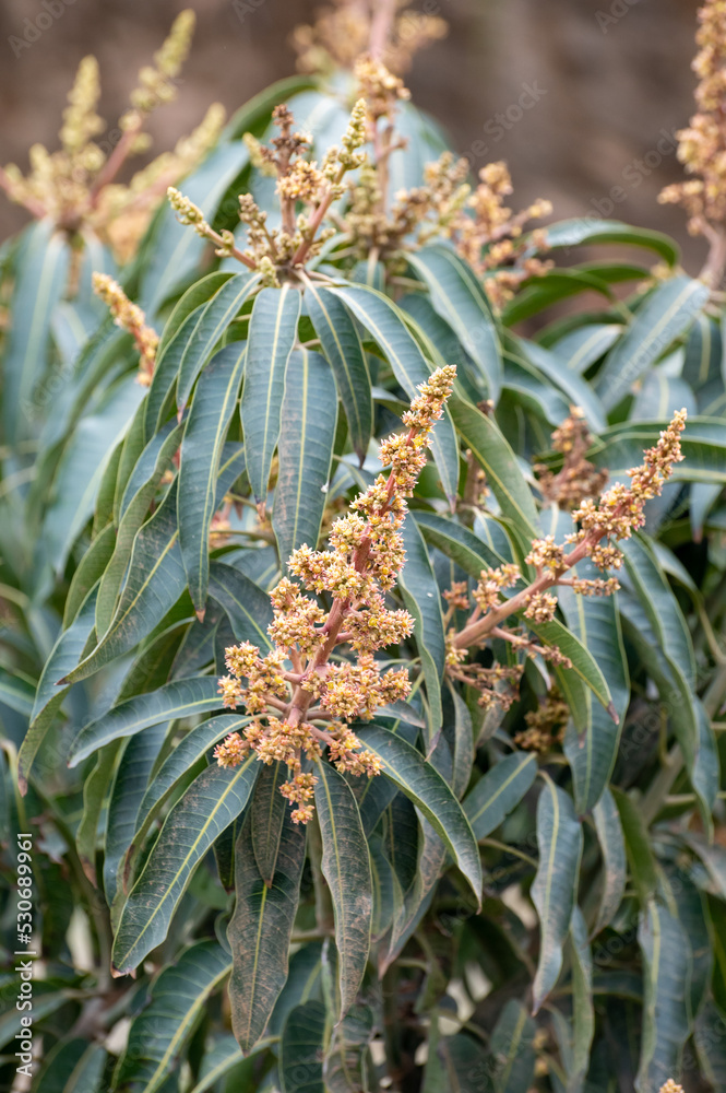 Seasonal blossom of evergreen mango fruit trees on plantations in Costa Tropical, Andalusia, Spain Seasonal blossom of evergreen mango fruit trees on plantations in Costa Tropical, Andalusia, Spain