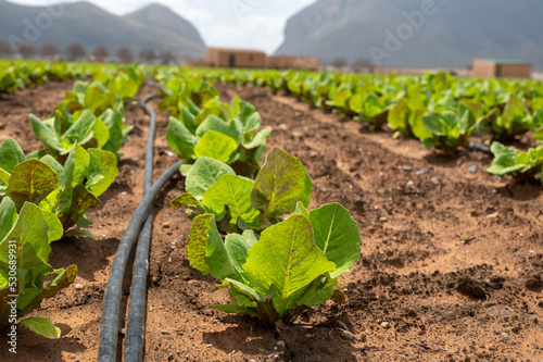 Farm fields with rows of green lettuce salad. Panoramic view on agricultural valley Zafarraya with fertile soils for growing of vegetables, green lettuce salad, cabbage, artichokes, Andalusia, Spain photo