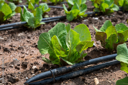 Farm fields with fertile soils and rows of growing  green lettuce salad in Andalusia, Spain photo