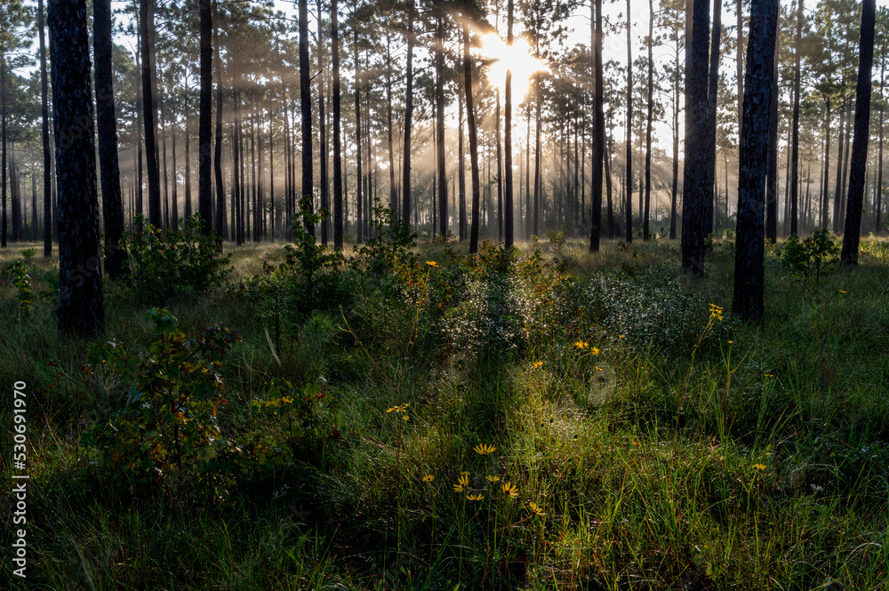 Fototapeta premium Sunburst and Shadows in Pine Forest Savanna