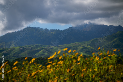 Rolling green mountains with yellow flowers as foreground in cloudy weather at Ijen National Park 
