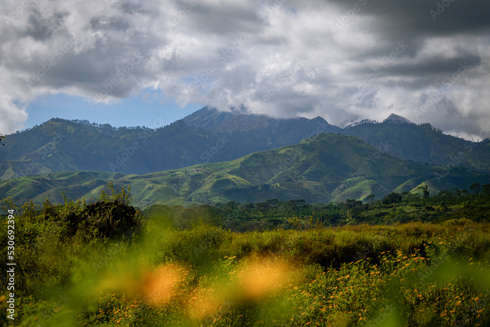 Obraz premium Rolling green mountains with yellow flowers as foreground in cloudy weather at Ijen National Park 