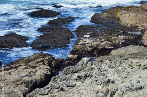 Seals suntan on rocks along Bodega Bay, California shore