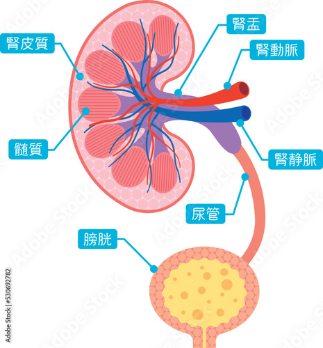 腎臓の断面　部位説明イラスト