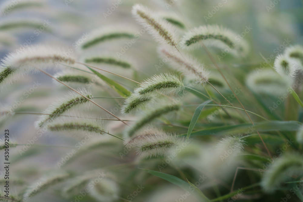 道端で見かけるエノコグサ。花言葉どおり愛嬌がある。
