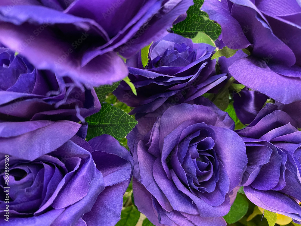floral abstract background purple roses and green leafs