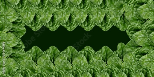 green grass background