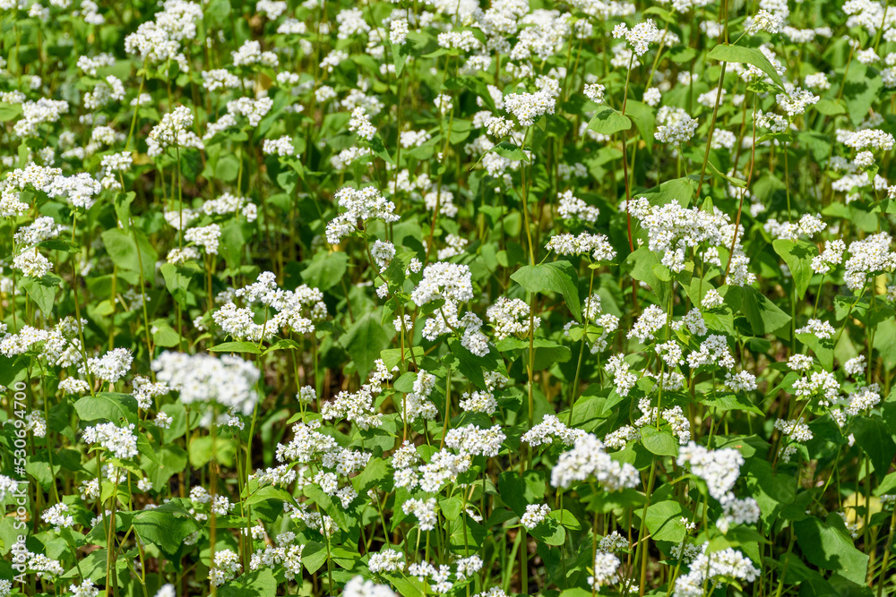 そばの花 そばの花