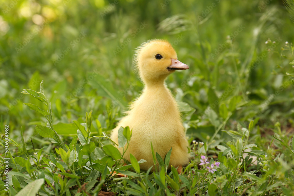 Cute fluffy duckling on green grass outdoors. Baby animal