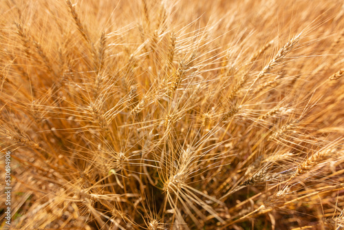 Yellow agriculture field with ripe wheat and blue sky with clouds over it. Field with a harvest. Background of ripening ears of wheat field and sunlight. Selective focus. Field landscape.