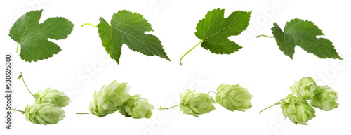 Set with fresh green hops on white background. Banner design