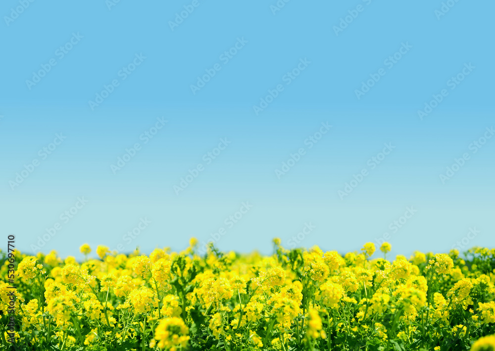 菜の花背景