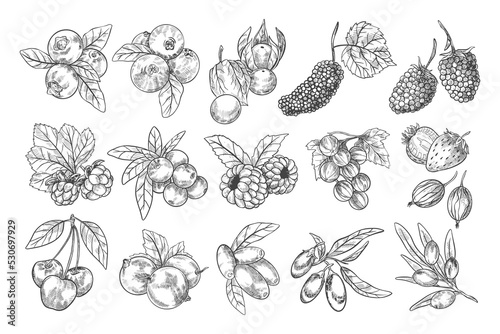 Hand Drawn Berries Illustration