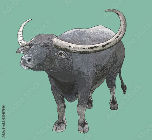 Drawing asian water bufallo,rare, large, art.illustration, vector