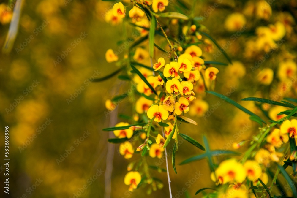 Obraz premium wildflower