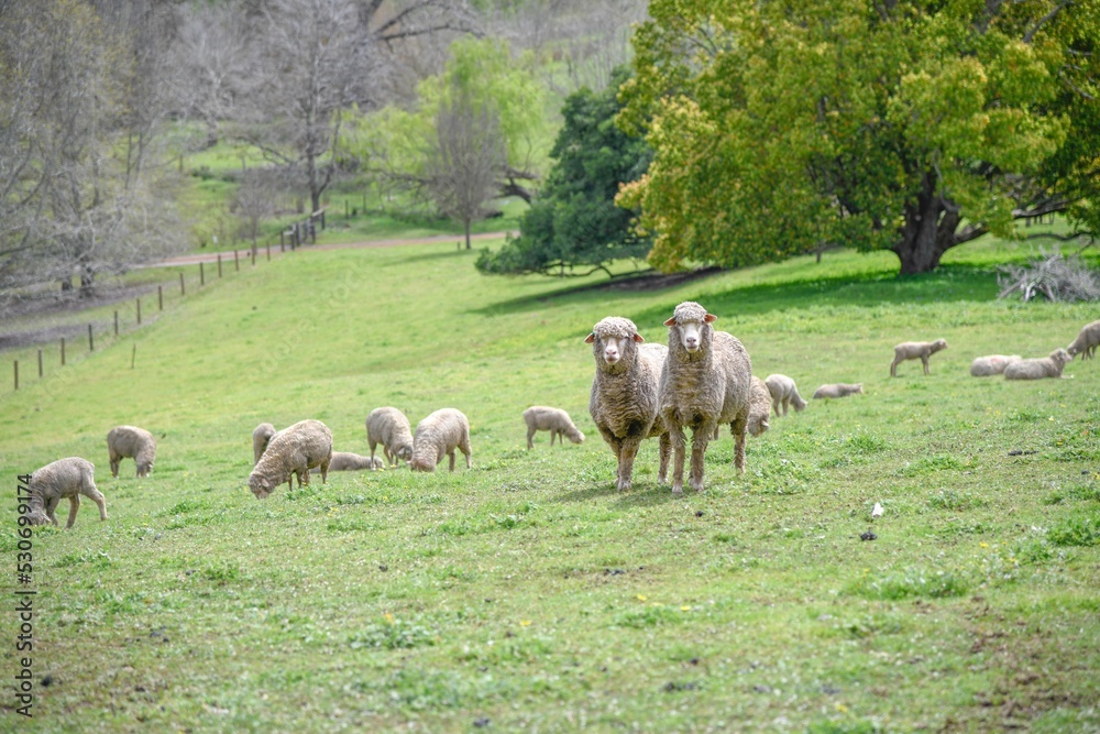 flock of sheep in a field