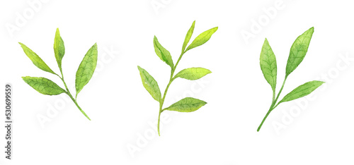 透明水彩で描いたお茶の葉セット 背景透過PNG