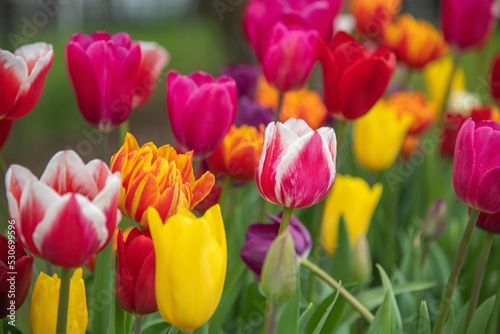 field of tulips