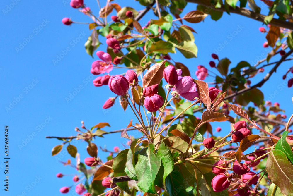 Pink spring flowers of the Rudolf apple tree Pink spring flowers of the Rudolf apple tree