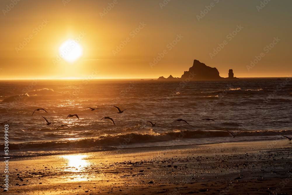 dramatic sunset in Rialto Beach with the silhouette of sea stacks on the background and sea gulls on the shore.