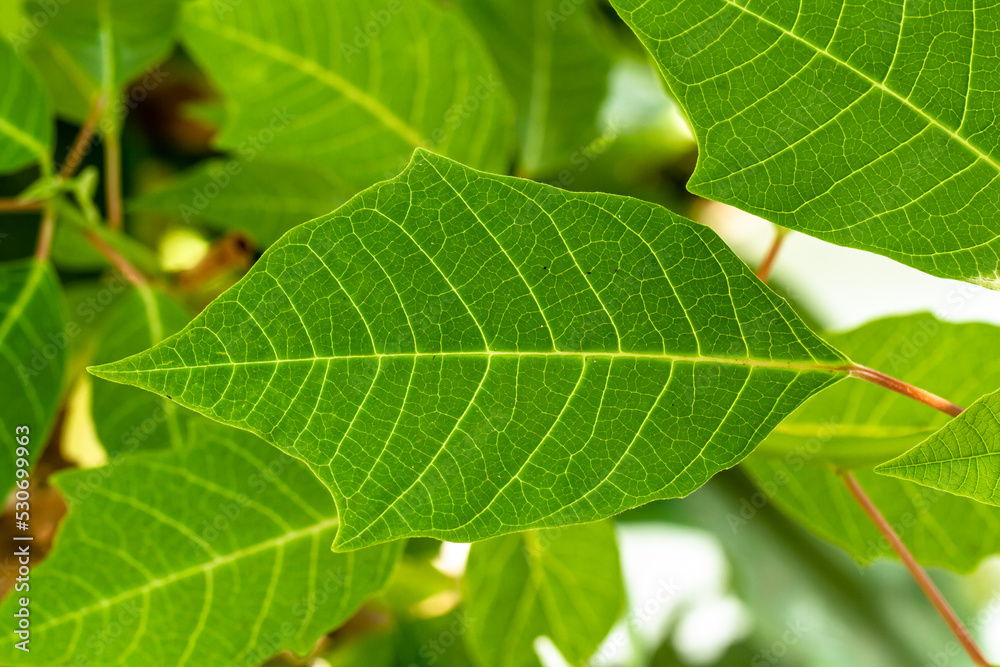 Close up The shoots of the poinsettia plant with fresh green leaves are clearly visible on the leaf surface and leaf frame Close up The shoots of the poinsettia plant with fresh green leaves are clearly visible on the leaf surface and leaf frame