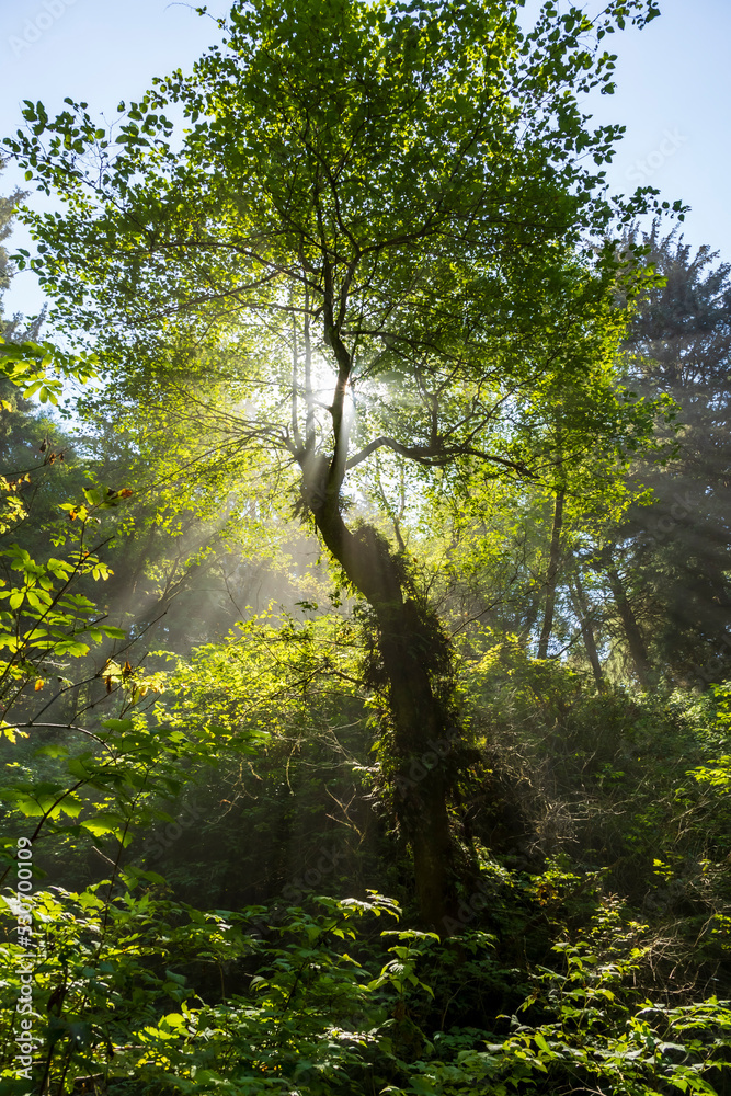 tree being illuminated by the afternoon sun creating a glow and sun rays on a forest in Olympic National Park in Washington State. tree being illuminated by the afternoon sun creating a glow and sun rays on a forest in Olympic National Park in Washington State.