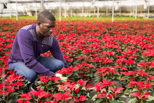 Positive afro-american male florist working with poinsettia plants in hothouse