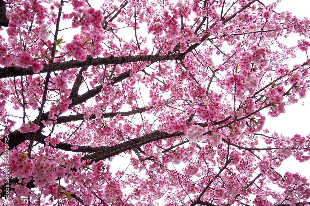 桜
桜