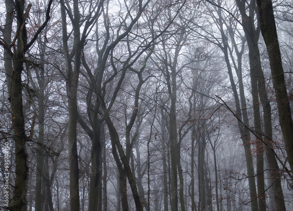 Spooky trees in fog near Rheinstein castle, above the Rhein river on a fall day in Germany. Spooky trees in fog near Rheinstein castle, above the Rhein river on a fall day in Germany.
