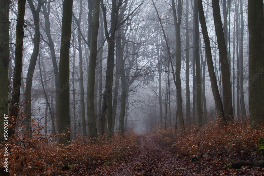 Path surrounded by orange plants and. fog surrounding trees in the Palatinate forest of Germany on a fall day.