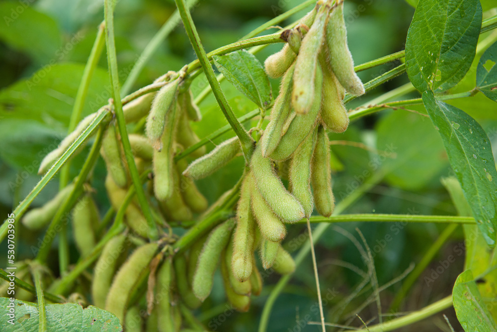 Soybean pods in Agricultural field background. close up of soy bean plant Soybean pods in Agricultural field background. close up of soy bean plant