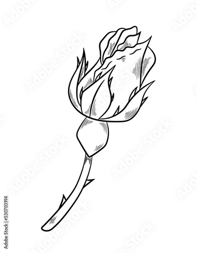 Beautiful rose sketch. Icon with unopened flower bud, thorns and stem. Flowering plant for bouquet. Design element for tattoo or engraving. Cartoon simple hand drawn doodle style vector illustration