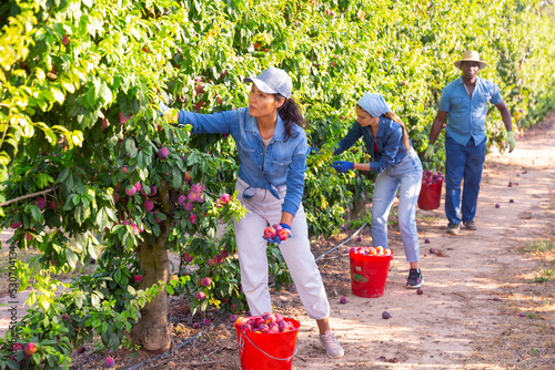Portrait of asian woman farmer in blue headscarf picking fresh plums in fruit garden photo
