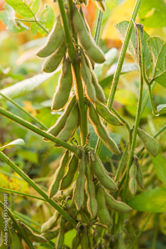 Fototapeta Naklejka Na Ścianę i Meble -  Soybean pods in Agricultural field background.  Soy bean plant in sunny field