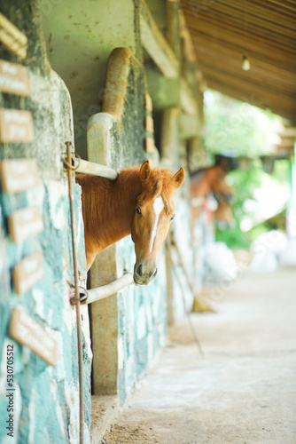 Picture of Miyako pony (Equus caballus)   head side view in a stable. Look at camera. © tri