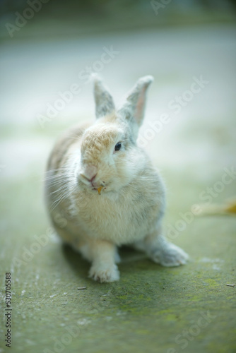 a cute domestic rabbit (Oryctolagus cuniculus domesticus) has three colors white, gray and brown playing on the floor