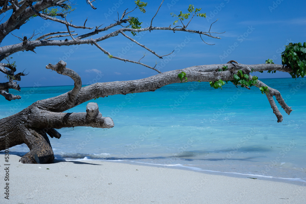 fallen tree on the beach