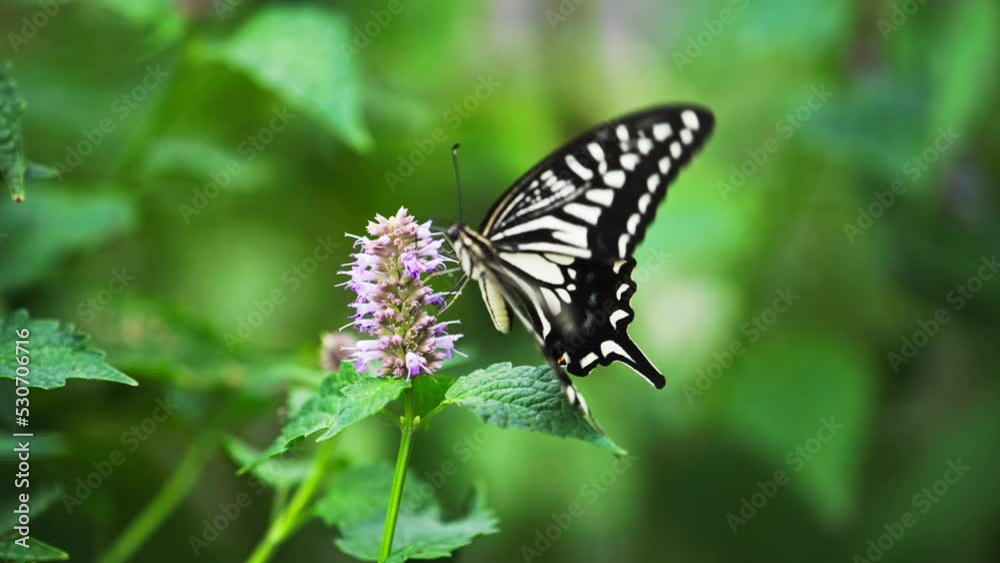 beautiful insect nature slow motion clip butterfly flapping wings on the flower