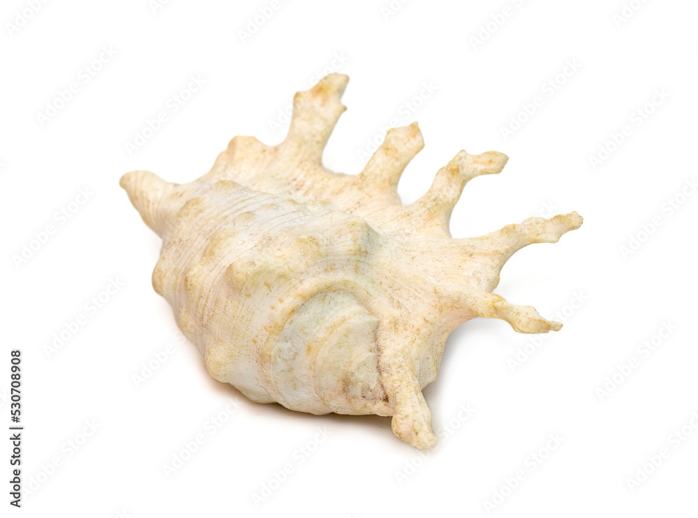 Image of lambis scorpius sea shell, common name the scorpion conch or scorpion spider conch, is a species of large sea snail, a marine gastropod mollusk in the family Strombidae, the true conchs. Image of lambis scorpius sea shell, common name the scorpion conch or scorpion spider conch, is a species of large sea snail, a marine gastropod mollusk in the family Strombidae, the true conchs.