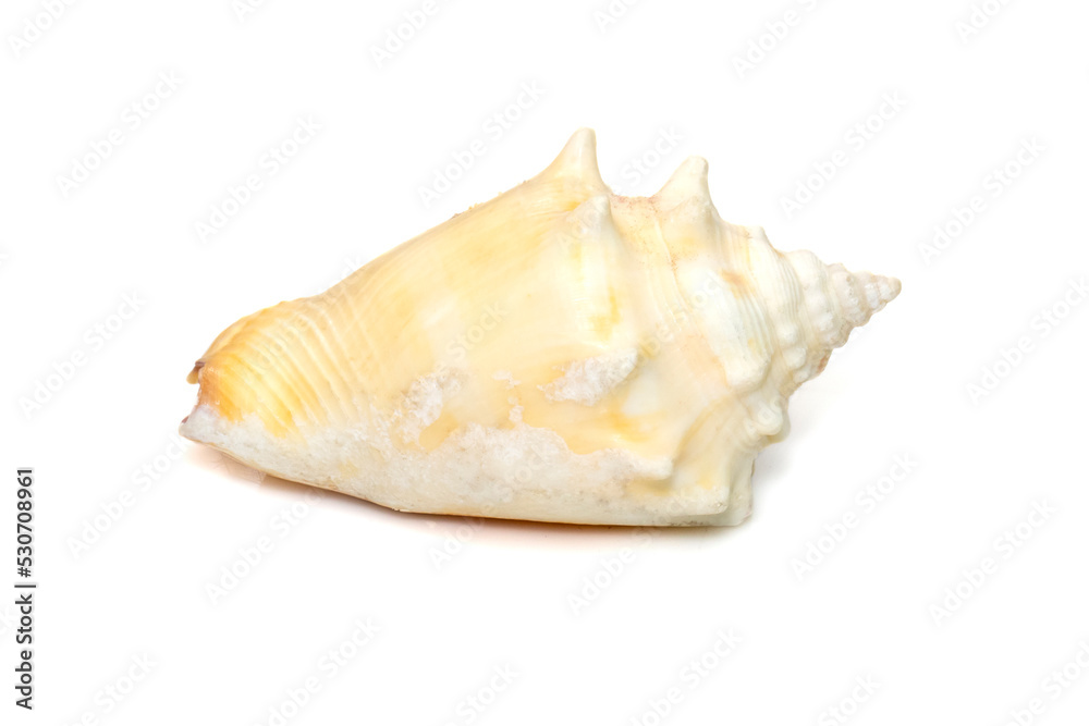 Image of strombus alatus sea shell, the Florida fighting conch, is a species of medium-sized, warm-water sea snail, a marine gastropod mollusk in the family Strombidae, the true conchs.