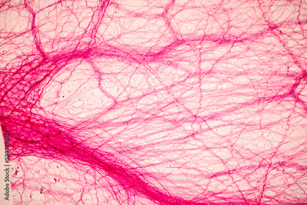 Obraz premium Connective tissue human and Striated muscle human under the microscope in Lab.