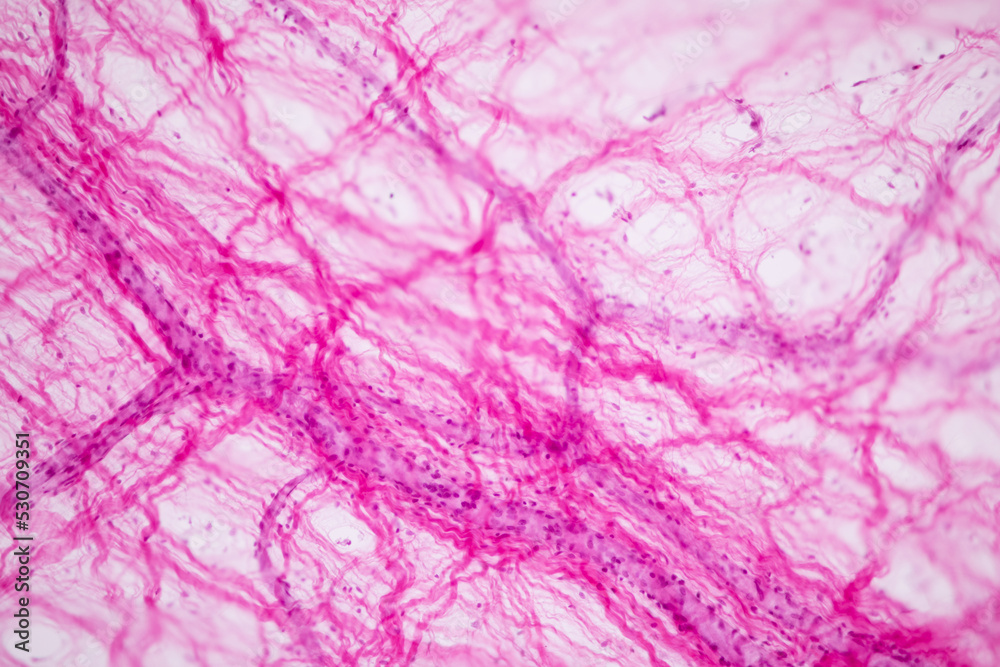 Fototapeta premium Connective tissue human and Striated muscle human under the microscope in Lab.