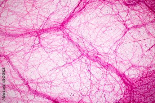 Connective tissue human and Striated muscle human under the microscope in Lab.