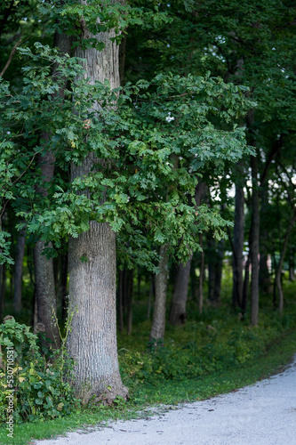 Fototapeta Naklejka Na Ścianę i Meble -  tree along gravel path