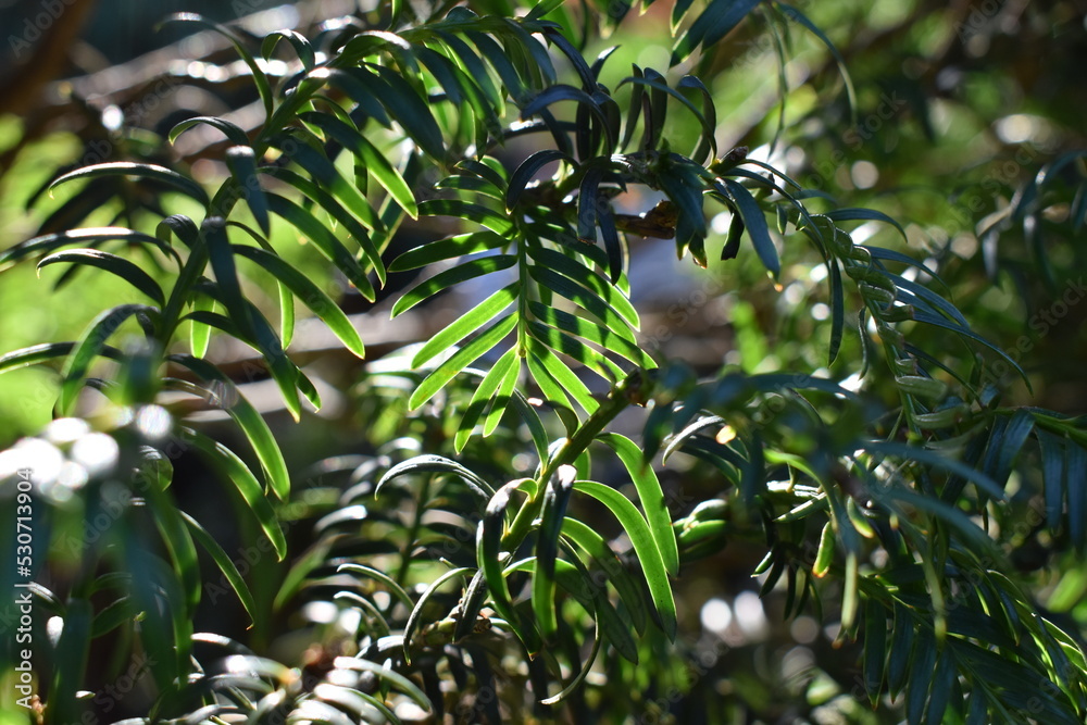 leaves of a tree leaves of a tree
