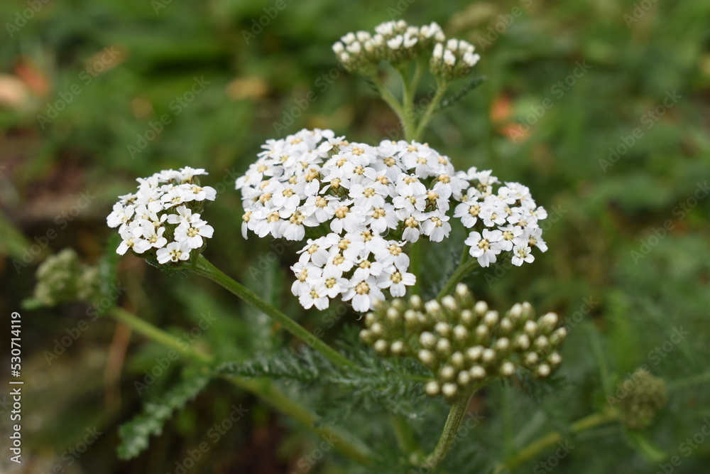 white flowers in the garden white flowers in the garden